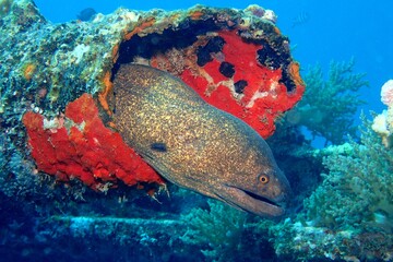 Moray eel