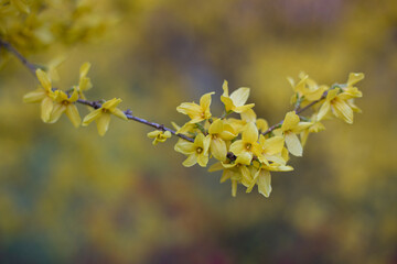 yellow blossom