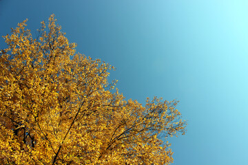 Golden tree top and sunny sky