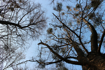 Tree tops and blue sky