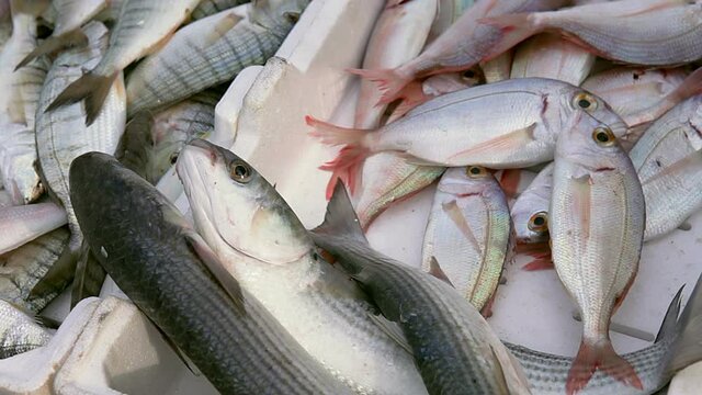 Upon returning from fishing, fresh fish is offered for sale on the harbor quay