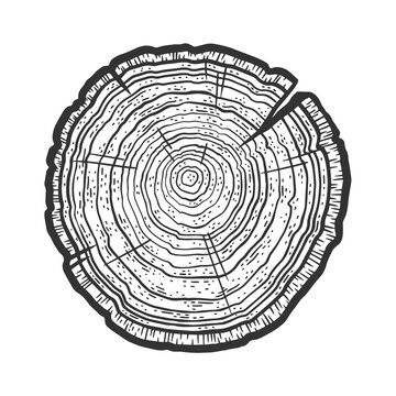 Tree cross section saw cut tree ring dating sketch engraving vector illustration. T-shirt apparel print design. Scratch board imitation. Black and white hand drawn image.