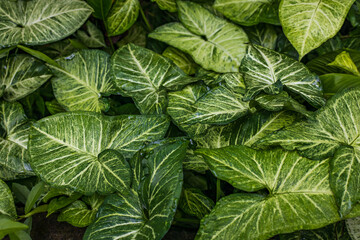 Syngonium colorful leaves. Abstract floral background. Tropical leaves pattern. Green and white leaves texture. Top view. Horizontal layout. Copy space.