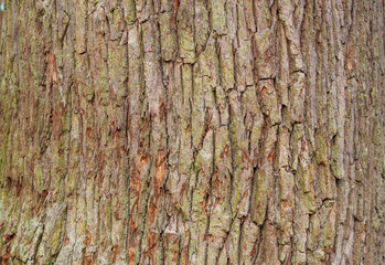 Baumrinde Hintergrund