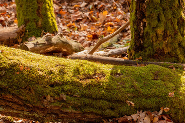Bemooste Bäume im Herbstwald