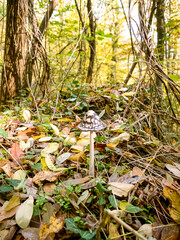 Coprinopsis picacea (Bull.) Redhead