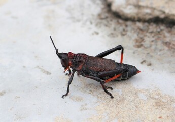 Dictyophorus spumans, the koppie foam grasshopper or rooibaadjie, is a species of grasshopper in the family Pyrgomorphidae indigenous to Africa. 
