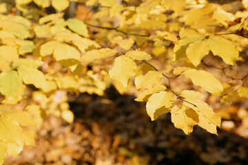 Herbstlicher Zweig in Gold