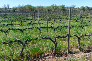 Fototapeta na wymiar La Vinyeta ecologic vineyards, Alt Empordà, Empordà region, Girona Province, Catalonia, Spain