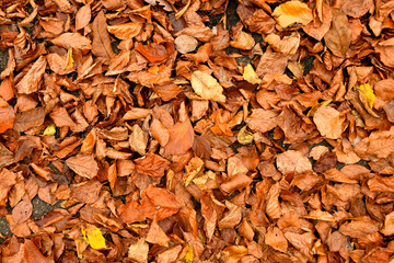 autumnal colored beech leaves on a forest floor