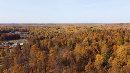 View of the autumn forest in bright yellow colors from a height