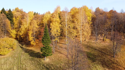 View of the autumn forest in bright yellow colors from a height