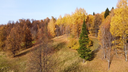 Fototapeta premium View of the autumn forest in bright yellow colors from a height