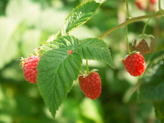 Raspberry Bush