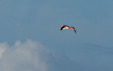 Fototapeta na wymiar Lone flamingo flying in blue sky.