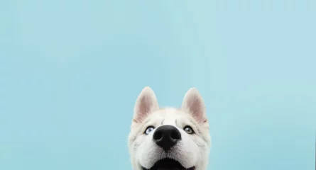 Fotobehang Close-up hide husky dog with colored eyes and happy expression. Isolated on blue background. © Sandra