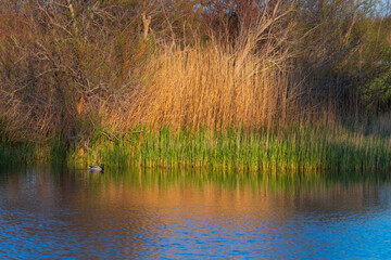 Aiguamolls de l'Emporda Natural Park, Gulf of Roses, Alt Emporda, Emporda region, Girona Province, Catalonia, Spain