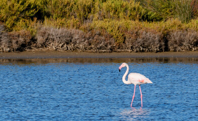 Lone flamingo in salt lakes of Ses Salines.Natural park. Ibiza.Spain © chok1234567