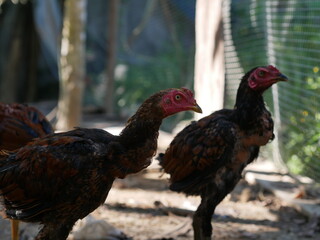 The elegant Burmese fighting cock 