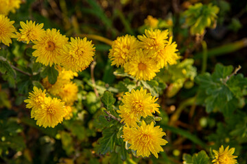 Хризантемы