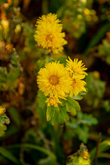 Хризантемы