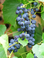 Ripe grape.