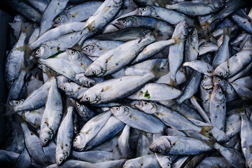 close-up of seafood market display, Fresh caught silver fish piled together on ice