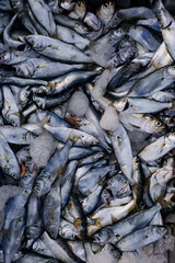Fresh caught silver fish piled together on ice, close-up of seafood market display