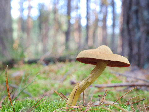 mushrum in the autumn forest