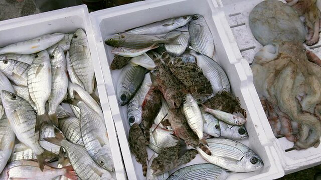 Upon returning from fishing, fresh fish is offered for sale on the harbor quay