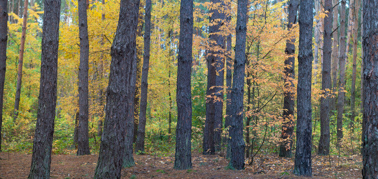panoramic photo of the autumn forest.