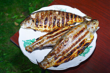  Trout barbecue on a picnic