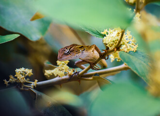 Chameleon of our World