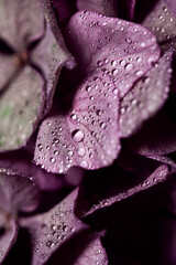 Tiny rain water drops on a pink leaves plant