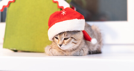 Christmas cat in a santa hat against the background of a green plush house