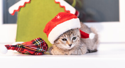 Christmas cat in a santa hat against the background of a green plush house
