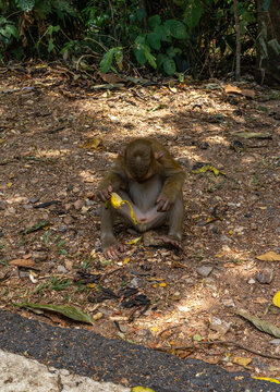 sitting monkey eating banana and pee