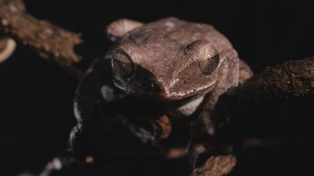 Wei&szlig;bart Ruderfrosch aus Asien (Polypedates leucomystax) sitzt frontal auf einem Zweig, close up von Kopf, Auge, Nachtaufnahme, 50fps