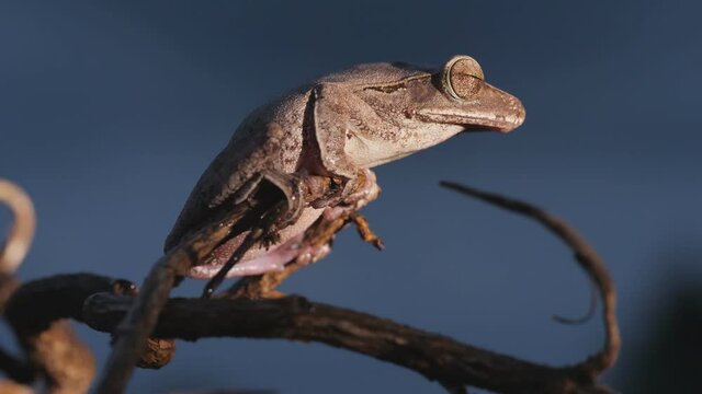 Wei&szlig;bart Ruderfrosch aus Asien (Polypedates leucomystax) sitzt bei Nacht auf einem Zweig, &Uuml;bersicht und close up von Kopf, Auge, Nachtaufnahme, 50fps