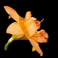 Fototapeta na wymiar Orange flower, lat.Hemerocallis, isolated on black background