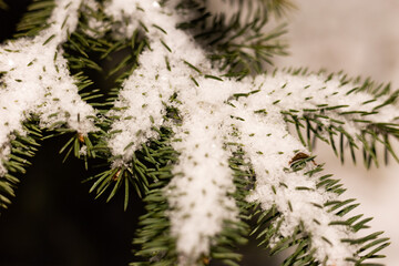 The first snow fell to the ground