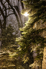 First snow, silence in the park