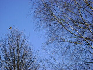 crow on an autumn tree against a blue sky