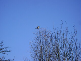 crow on an autumn tree against a blue sky