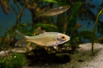 Fototapeta premium juvenile common roach, attentive and cautious freshwater fish in planted biotope aquarium, endemic and highly adaptable species in temperate river design
