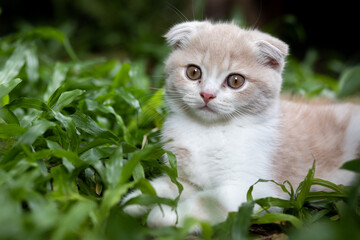 Scottish fold kitten playing in the garden with green glass.
