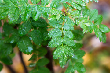 Young green leaves on a branch after rain on a blurry background. Seasons.