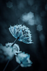 Niebieskie kwiaty astrantia na czarnym tle