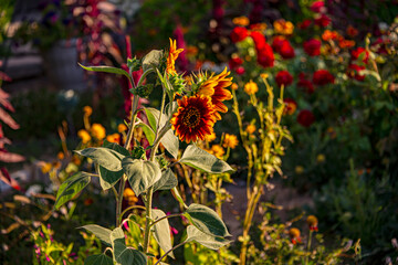 Подсолнух декоративный