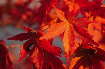 きれいに紅葉した紅葉の葉や木